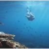 reef-andrew-traucki_2_659691