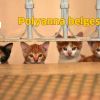 Kedi
