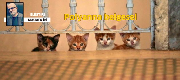 Kedi