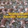 İz